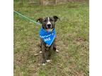 Adopt Max a Mixed Breed (Medium) / Mixed dog in Morgantown, KY (41313776)
