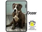 Adopt Dozer a Brown/Chocolate Mastiff / Mixed Breed (Medium) / Mixed (short