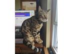 Adopt Murr (Bengal in CT) Last Fee Drop! a Spotted Tabby/Leopard Spotted Bengal