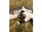 Adopt Cookies & Cream a Black & White or Tuxedo Domestic Shorthair / Mixed