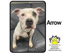 Adopt Arrow a White American Pit Bull Terrier / Mixed Breed (Medium) / Mixed