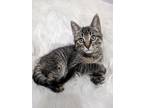 Adopt Mr Stripes a Brown or Chocolate (Mostly) Domestic Shorthair / Mixed cat in