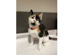 Adopt Berlin a Domestic Shorthair (short coat) cat in Oakdale, CA (41441998)