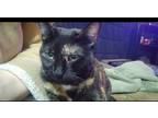 Adopt Athena a Calico or Dilute Calico Calico / Mixed (short coat) cat in Red