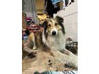 Adopt Sebastian a Collie / Mixed dog in Grand Rapids, MI (41449839)