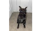 Adopt T’Challa a Black - with White Schnauzer (Miniature) / Mixed dog in