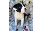 Adopt Oreo a Black - with White Mixed Breed (Medium) dog in Grand Rapids