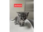 Adopt Jackson (WC-786) a Domestic Short Hair