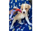 Adopt Pudding a Tan/Yellow/Fawn - with White Mixed Breed (Medium) dog in Grand