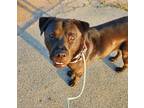 Adopt Maddie a Brown/Chocolate Labrador Retriever / Boxer dog in Bonita