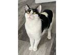 Adopt Ophelia Ritt a White Domestic Shorthair / Mixed (short coat) cat in Mount