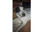 Adopt Tail Swift a White - with Black Australian Cattle Dog / Labrador Retriever