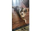 Adopt Turbo a Gray/Blue/Silver/Salt & Pepper Australian Shepherd / Mixed dog in