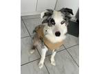 Adopt Kongo a Gray/Blue/Silver/Salt & Pepper Australian Shepherd / Mixed dog in