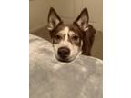 Adopt Taylor Haug a Brown/Chocolate - with White Husky / Mixed dog in Savannah