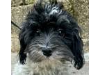 Adopt Ballyhoo Petal a Black - with White Havanese / Mixed dog in Mishawaka