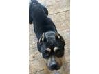 Adopt Ivy a Pit Bull Terrier dog in Junction, UT (41449787)