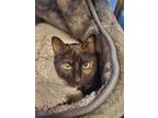 Cheesecake Domestic Shorthair Young Female