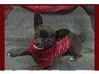 Little Missy-in foster home Chihuahua Young Female