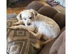 Adopt Milow a Poodle (Standard) dog in Junction, UT (41449775)