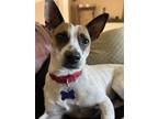 Adopt Gregory a Brown/Chocolate - with White Rat Terrier / Mixed dog in Oak