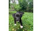 Adopt Ben Curtis a Black - with White Pit Bull Terrier dog in Merrifield