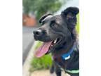 Adopt Hayden a Black Retriever (Unknown Type) / Chow Chow dog in Greenbelt