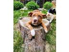 Adopt Checker a Shepherd (Unknown Type) / American Staffordshire Terrier dog in