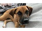 Adopt Ori a Brown/Chocolate - with Black Mixed Breed (Medium) dog in North