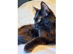 Adopt Harriet (24-053 C) a All Black Domestic Longhair (long coat) cat in Saint
