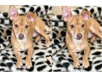 Adopt Roger ***RESCUE CENTER*** a Tan/Yellow/Fawn - with White Jack Russell