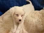 Adopt Brynn a White - with Brown or Chocolate Great Pyrenees dog in Rosenberg