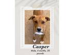 Adopt Casper a Brown/Chocolate - with White Basenji / Shepherd (Unknown Type)