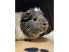 Adopt Mae a Guinea Pig small animal in Maple Ridge, BC (41340292)