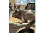 Adopt Cyrus a Gray or Blue (Mostly) Russian Blue / Mixed (short coat) cat in