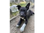 Adopt Clover a Black - with White American Pit Bull Terrier / Siberian Husky dog