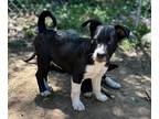 Adopt Patrick a Black - with White American Pit Bull Terrier / Siberian Husky