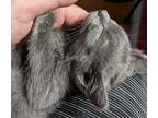 Adopt Lickerish a Gray or Blue Domestic Shorthair / Mixed (short coat) cat in