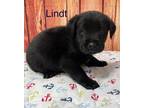 Adopt Lindt ???? a Black Labrador Retriever dog in Irwin, PA (41449654)