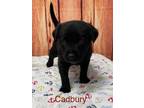 Adopt Cadbury ???? a Black Labrador Retriever dog in Irwin, PA (41449653)