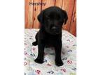 Adopt Hershey ???? a Black Labrador Retriever dog in Irwin, PA (41449652)