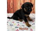 Adopt Nestle ???? a Black - with Brown, Red, Golden, Orange or Chestnut Labrador