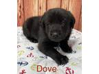 Adopt Dove ???? a Black Labrador Retriever dog in Irwin, PA (41449650)