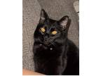 Adopt Bella a Spotted Tabby/Leopard Spotted Domestic Longhair / Mixed cat in