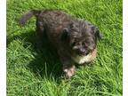 Adopt Sarah a Brown/Chocolate - with Black Shih Tzu / Schnauzer (Miniature) dog