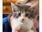 Adopt Craig a White Domestic Shorthair / Mixed (short coat) cat in Peoria