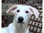 Adopt NEVAEH (Egypt) yo a White Saluki / Canaan Dog dog in Langley
