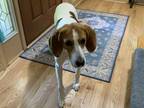 Adopt Sally a Tricolor (Tan/Brown & Black & White) Hound (Unknown Type) dog in