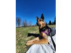 Adopt Frankie a German Shepherd Dog / Mixed dog in Abbotsford, BC (41426487)