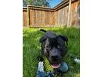 Adopt Max a Boxer / Pit Bull Terrier / Mixed dog in Abbotsford, BC (41442564)